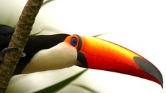 Birds national geographic toucans