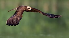 Birds nature Animals flying wings