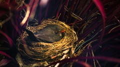 Birds nest