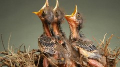 Birds nest baby birds