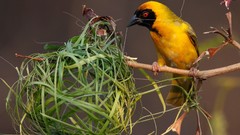 Birds nest national geographic weaver birds