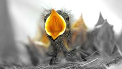 Birds nest open mouth baby birds