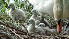 Birds nest Swans baby birds