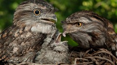 Birds nest tawny frogmouth baby birds