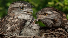 Birds nest tawny frogmouth baby birds
