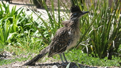 Birds new mexico roadrunner
