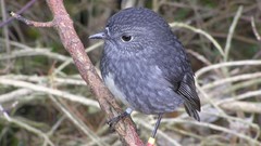 Birds New Zealand robins