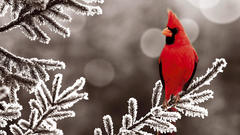 Birds Northern Cardinal