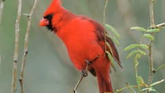 Birds Northern Cardinal