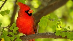 Birds Northern Cardinal