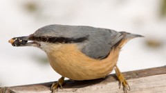 Birds Nuthatch