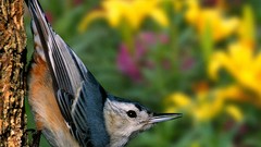 Birds Nuthatch