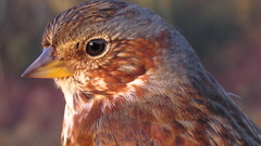 Birds oiseau vogel biene