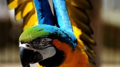 Birds orange colorful parrot wings macaws Animals