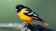 Birds Orioles
