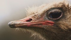 Birds ostrich