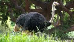Birds ostrich