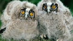 Birds owlet Owls baby birds