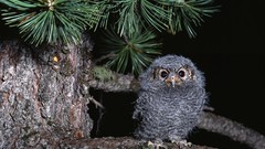 Birds owlet Owls baby birds