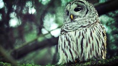 Birds Owls