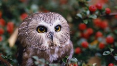 Birds Owls