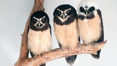 Birds Owls