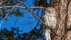 Birds Owls