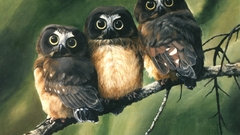 Birds Owls artwork