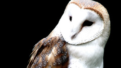 Birds Owls barn owl