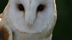 Birds Owls barn owl