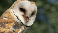 Birds Owls barn owl