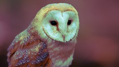 Birds Owls barn owl
