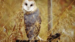 Birds Owls barn owl