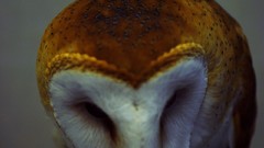 Birds Owls barn owl