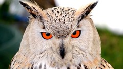 Birds Owls blurred background