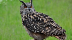 Birds Owls eagle owl
