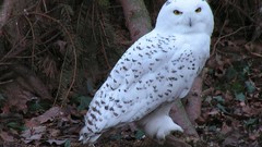 Birds Owls fallen leaves