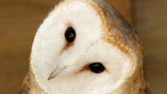 Birds Owls head tilt