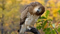 Birds Owls head tilt