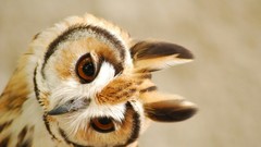 Birds Owls head tilt