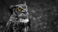 Birds Owls monochrome selective