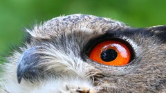 Birds Owls orange eyes