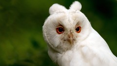 Birds Owls orange eyes