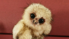 Birds Owls owlet baby
