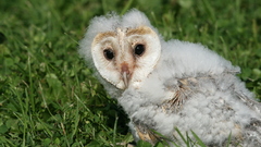 Birds Owls owlet baby