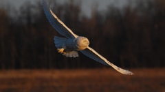 Birds Owls snowy owl