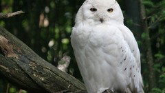 Birds Owls White Owl