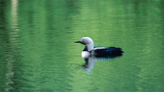 Birds Pacific Loon loon