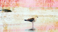 Birds paintings artwork