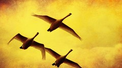 Birds paintings Swans flying yellow background
